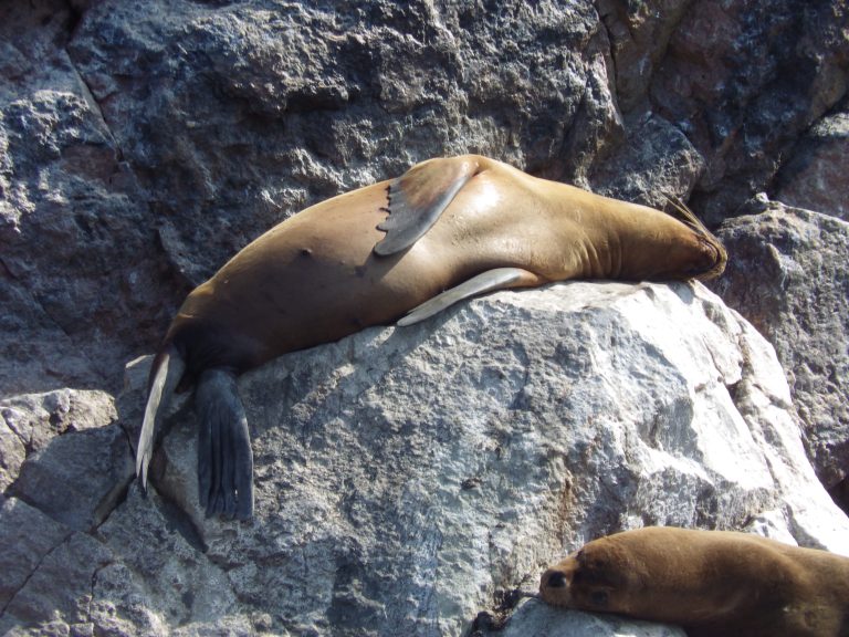 LES INCONTOURNABLES ÎLES BALLESTAS