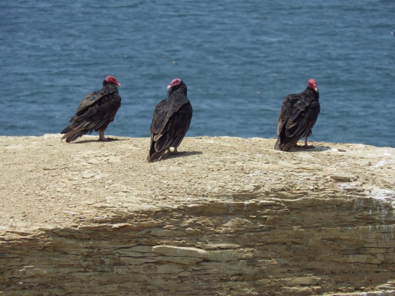 LA CULTURE PARACAS<br />
