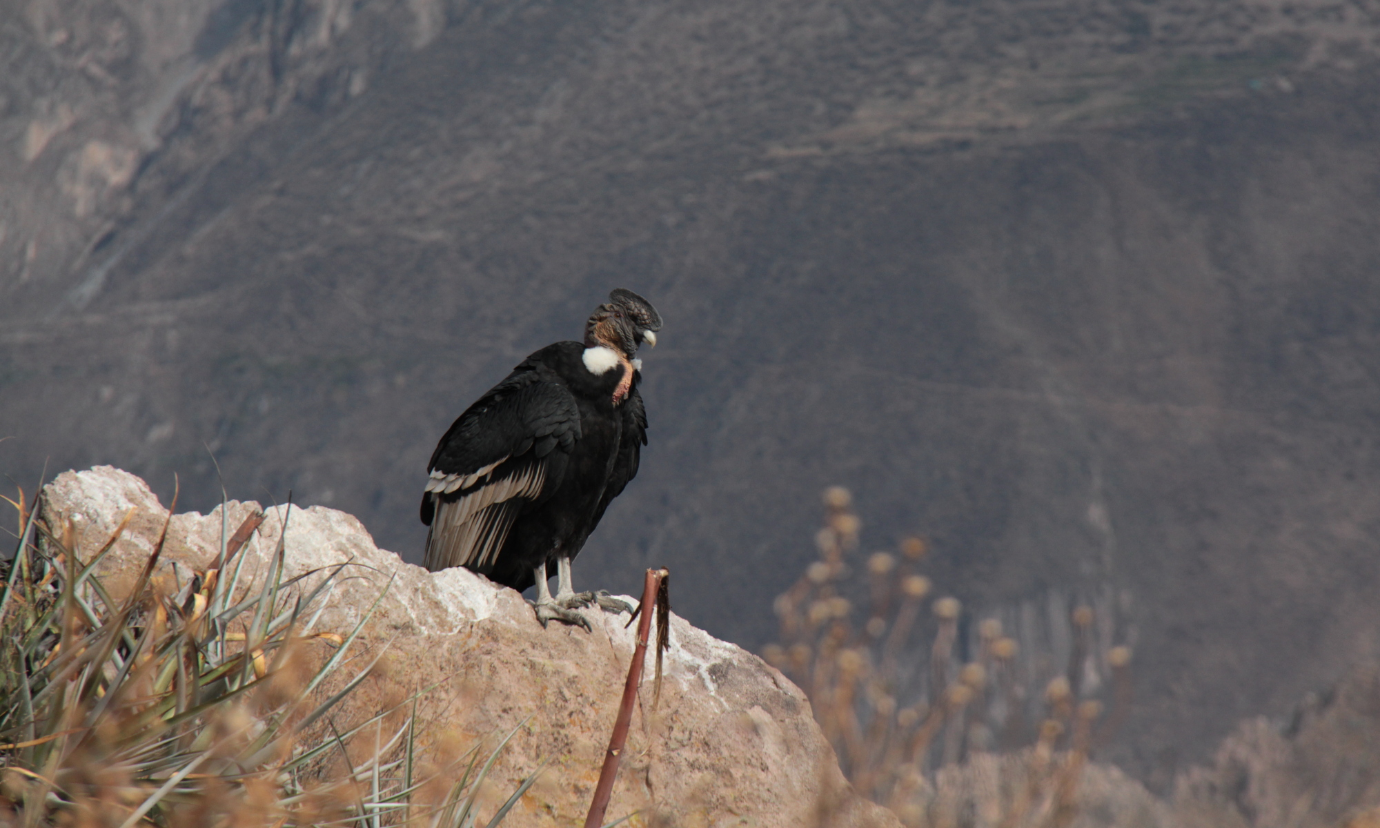 Le Colca, 2ème plus grand Canyon du monde